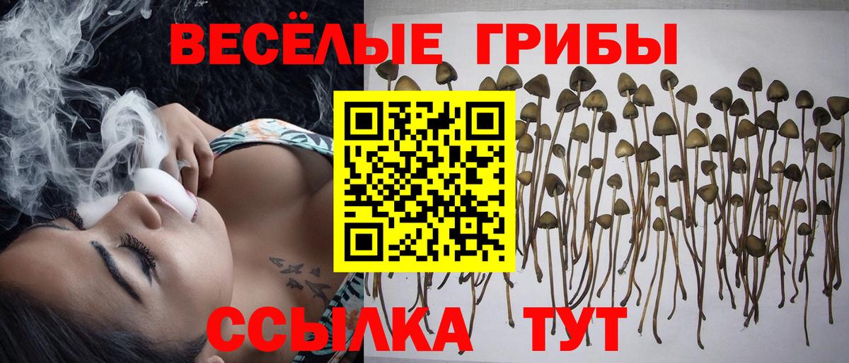 Саранск  Галлюциногенные грибы Magic Shrooms  Вход с VPN  Галлюциногенные грибы Psilocybine cubensis 